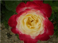 12c992b9-Picture 4756.jpg